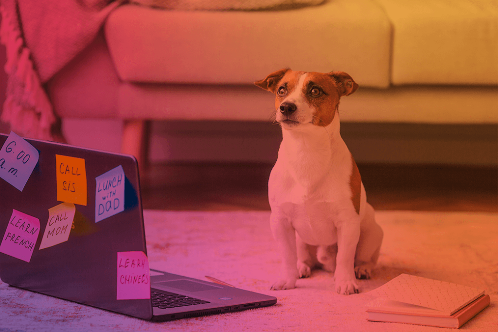 Photos of Fido (1)