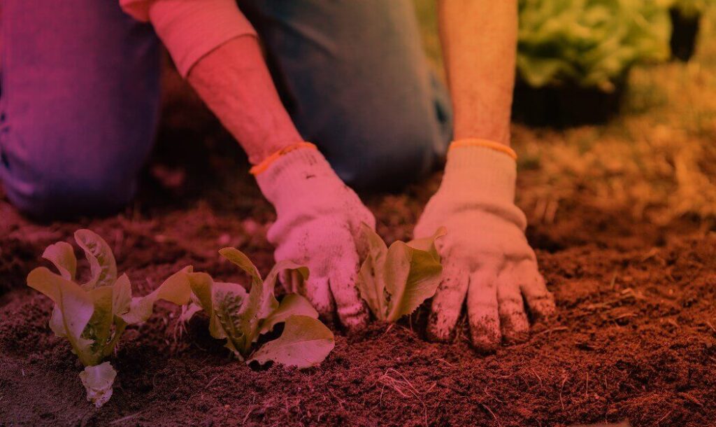 Grow a Community Garden Gradient