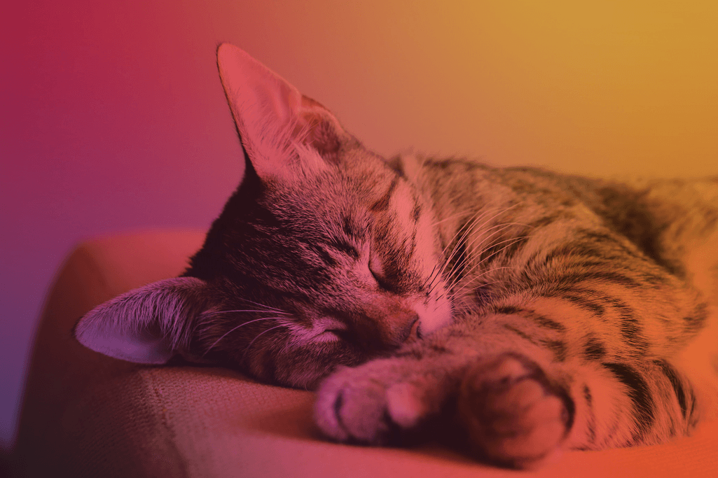 Bring_a_Pet_to_Work_Day is a great way to recognize employees